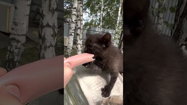 Сестричка самого доброго кота в Мире //Sister of the kindest cat in the world #cat #catlover #kitte смотреть онлайн