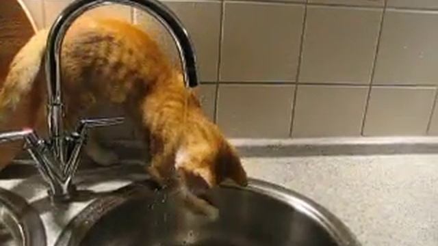 (Katze) Kater Felix Minden NRW 8 смотреть онлайн