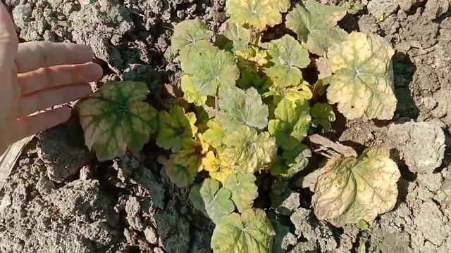 Гейхеры которые не переносят солнце. Новинки в коллекции ? смотреть онлайн