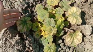 Гейхеры которые не переносят солнце. Новинки в коллекции ?