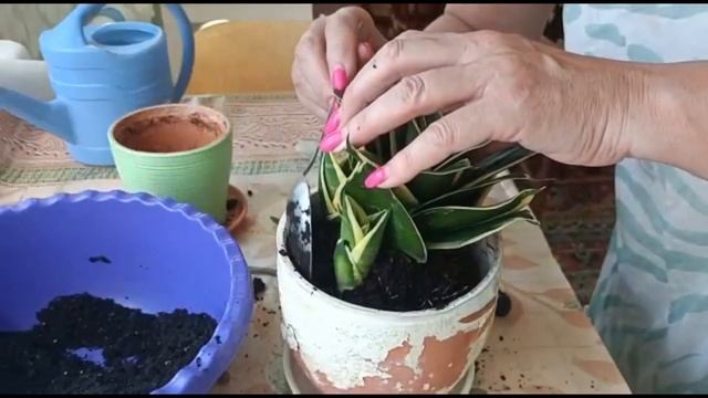 САНСЕВИЕРИЯ. ПЕРЕСАДКА ПО НЕОБХОДИМОСТИ