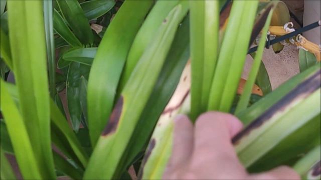 ¿Por qué tu orquídea no florece? смотреть онлайн