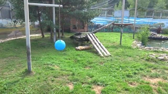 Ярославль Зоопарк 2022 смотреть онлайн