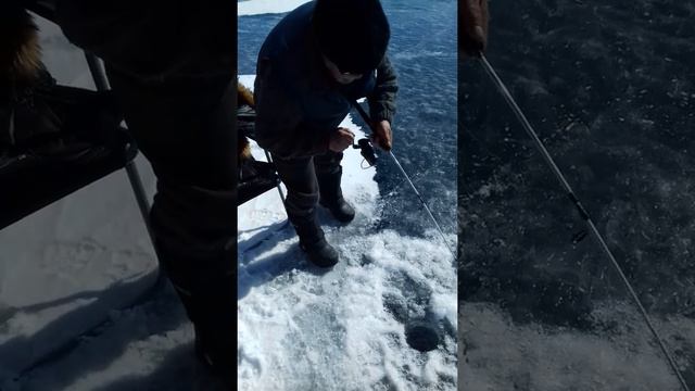 Байкал, омуль смотреть онлайн