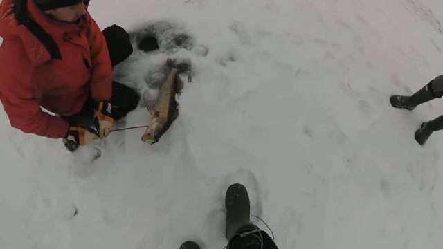 Зимний судак 26 декабря 2016 - 2 смотреть онлайн