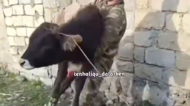 зачем он это делает? 😬😬😬 азербайджанцы, не подскажете??) смотреть онлайн