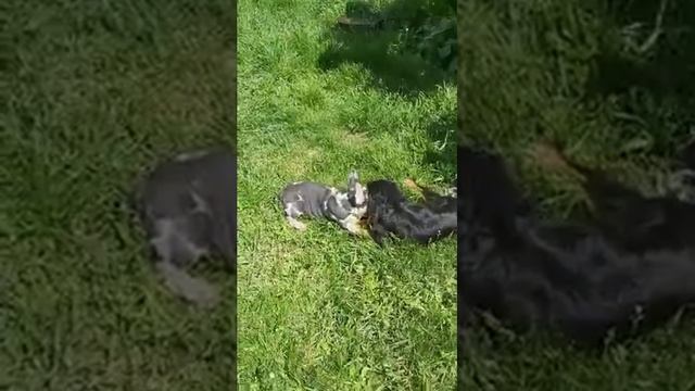 Французский бульдог голубой мерле с подпалом смотреть онлайн