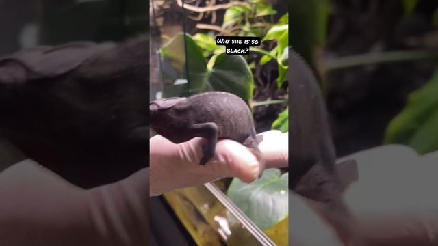 Any suggestions? Our female of Leopard Chameleon (Furcifr pardalis) смотреть онлайн