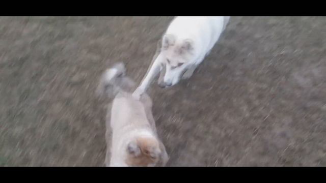 Лайки знакомятся первый раз с щенком смотреть онлайн