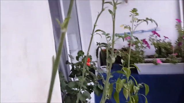 Огород на балконе. Продолжение смотреть онлайн