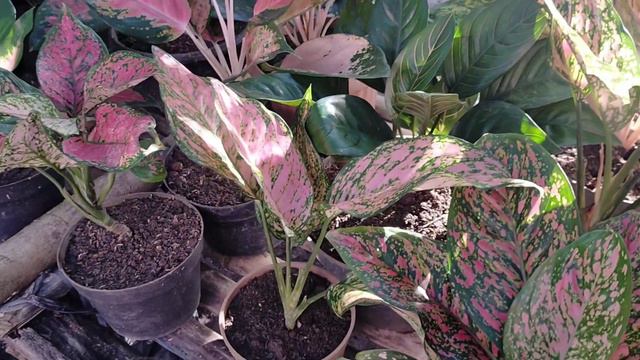 Aglaonema rumpun смотреть онлайн
