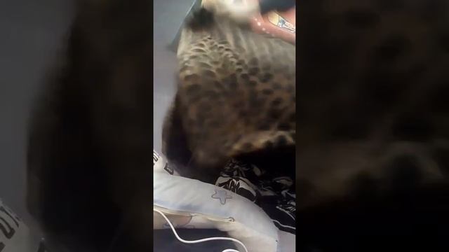 Как заправляют постель мальчики и девочки смотреть онлайн