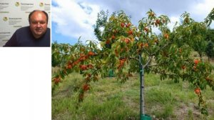 #21 Простейший рецепт защиты сада от возвратных весенних заморозков