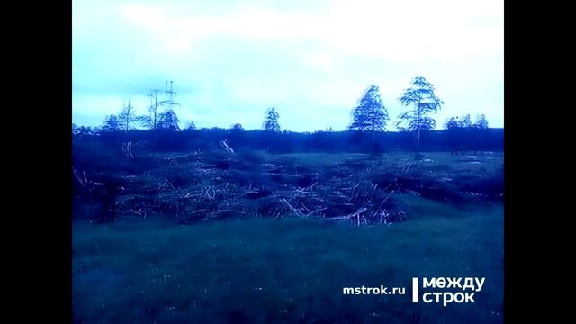 Свалка "послеурагананых" деревьев в Нижнем Тагиле смотреть онлайн
