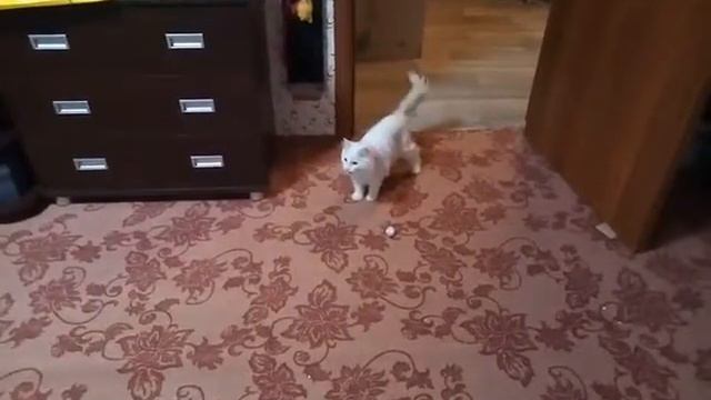 Кот бегает за мячиком смотреть онлайн