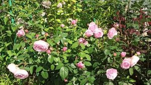 Розы Остина. Olivia Rose (шраб).