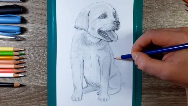 Рисунок собаки (лабрадор) простым карандашом. смотреть онлайн