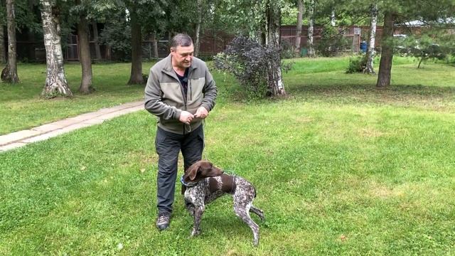 Что делать если у легавой собаки сорвана стойка? смотреть онлайн