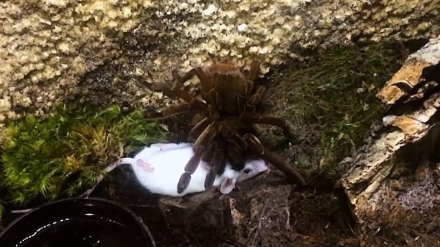 Tarantula Hunts Mouse - Slow Motion (Theraphosa stirmi) смотреть онлайн