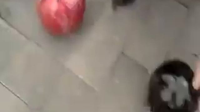 Тайцзицюань мяч в воде смотреть онлайн