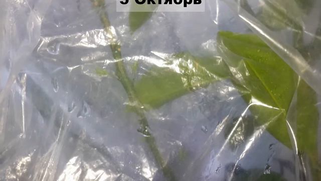 наш огород под окном смотреть онлайн