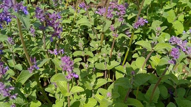 vaste planten voor vlinders en bijen,Kattenkruid (Nepeta faassenii 'Walker's Low') смотреть онлайн
