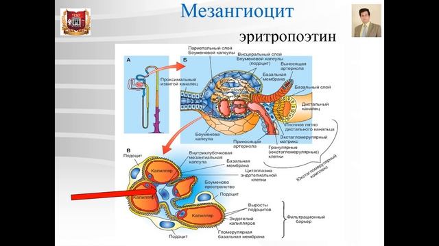 Лекция № 23. Почка. Нефрон. Kidney смотреть онлайн