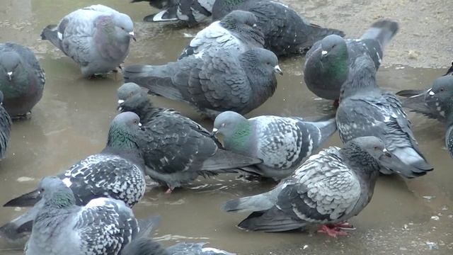 Водные процедуры у голбей 1 февраля. Записки ветврача орнитолога. смотреть онлайн