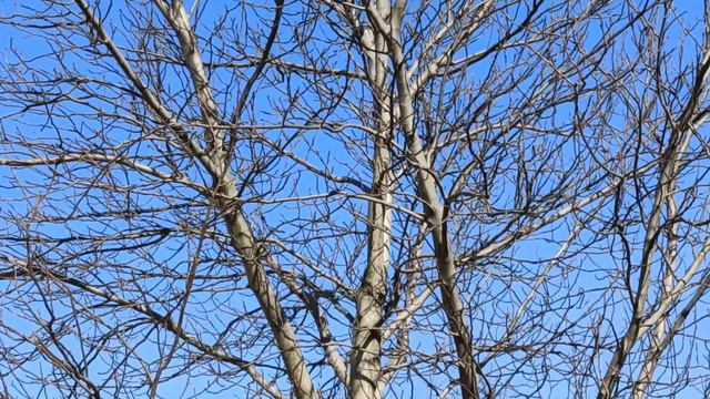 9 марта Вселенская Мясопустная Родительская Суббота .Поминальный день. Строгие запреты и традиции.