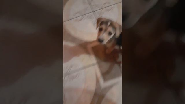 like my dog?😊 смотреть онлайн