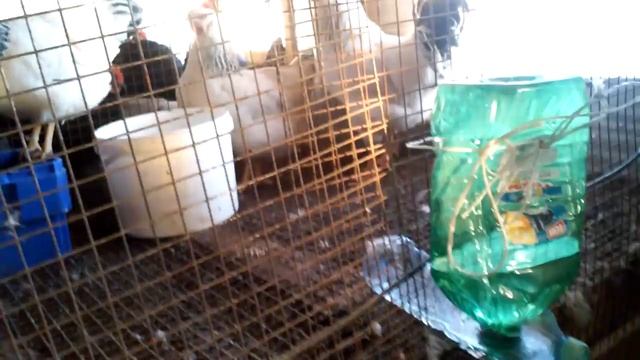 Поилка для кур из двух бутылок. смотреть онлайн