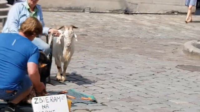 Poland Poznan . Co Warto Zobaczyć W Poznaniu.Что посмотреть в Познани. Легенда о Познани от Osy