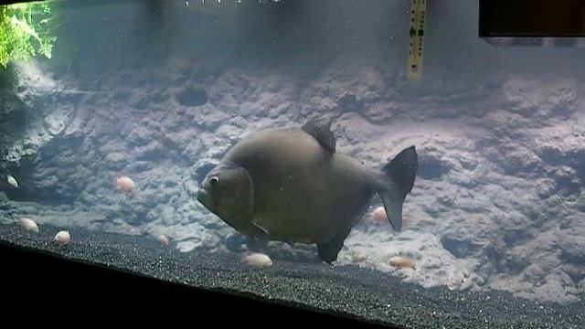 17½" Black Piranha смотреть онлайн