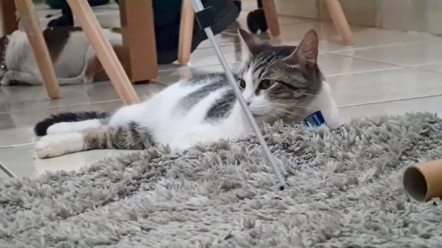 ARRUMEI O GATO PRA UMA FESTA DE GALA 🤣 sqn [Charlie Gato de Meias] смотреть онлайн