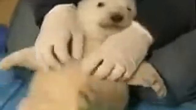 Новорожденный белый медвежонок. смотреть онлайн