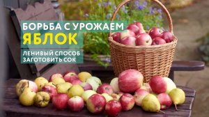 Ккак справиться с урожаем яблок, не возненавидев их. Показываю свой «ленивый» способ заготовки сока