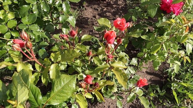 Обзор розочек на 21 июня. Очень холодно, розы не цветут!