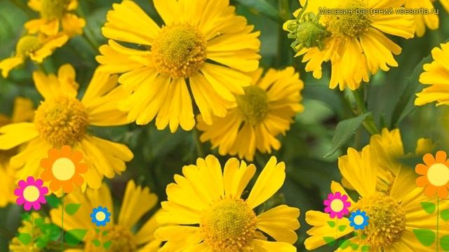 Гелениум гибридный Сомбреро. Краткий обзор, описание характеристик Helenium Hybr. Sombrero