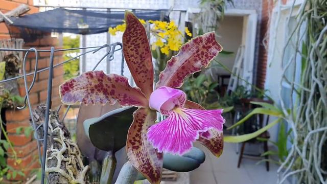 Cattleya schilleriana смотреть онлайн