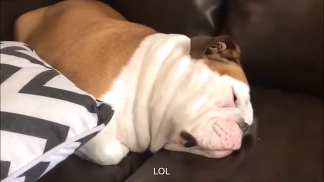 Приколы над собакой как она храпит смотреть онлайн