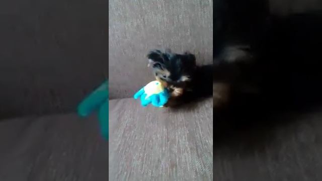 На продажу мини мальчик йорка смотреть онлайн