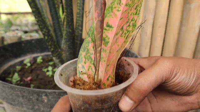 How to grow aglaonema tree from aglaonema leaves - With 100% Success смотреть онлайн