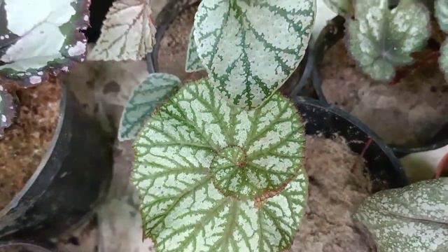 Begonia new Rare collection //malayalam смотреть онлайн