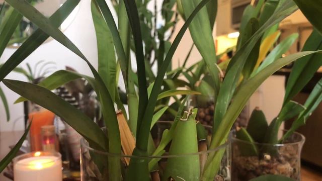 September 2018 Orchid Collection Update: Semi-Hydroponics смотреть онлайн