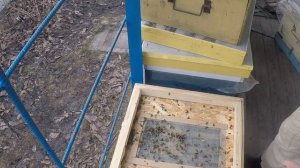 Как спасти слабые семьи пчел весной Метод по спасению пчел Пчеловодство зимовка пчел