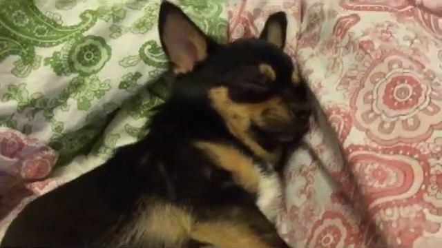 Чихуахуа Шифон храпит во сне / Chihuahua snores in her sleep смотреть онлайн