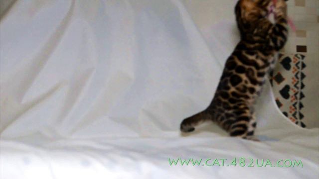 Котята бенгальской кошки, Dakota Gold смотреть онлайн