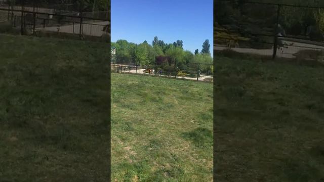 Парк львов Тайган феодосия смотреть онлайн