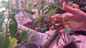 ФУКСИЯ на ШТАМБЕ, мои ошибки, как вырастить фуксию, уход и содержание