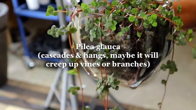 Planting A Tall Terrarium - Will The Philodendron Brasil Climb Those Branches? Or the Pilea Glauca? смотреть онлайн